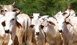 गायों को