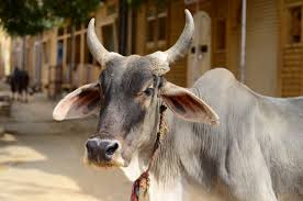 ‘गाय की