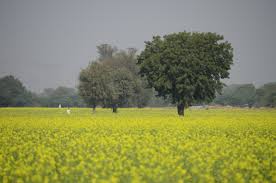 ग्रामीणों ने