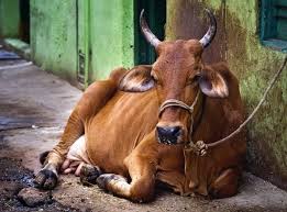 दुग्ध उत्पादन
