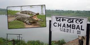 करौली: मगरमच्छ