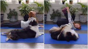 Dog Video: