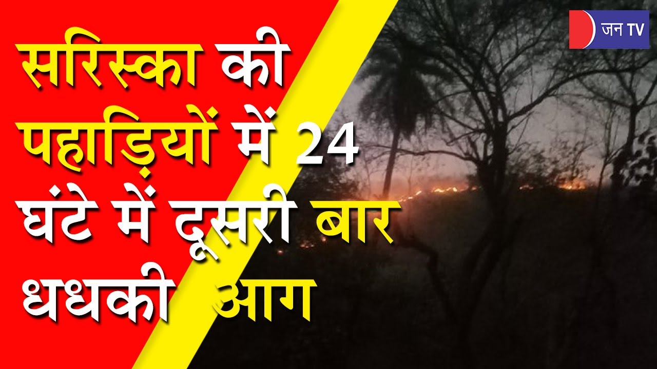 सरिस्का टाइगर
