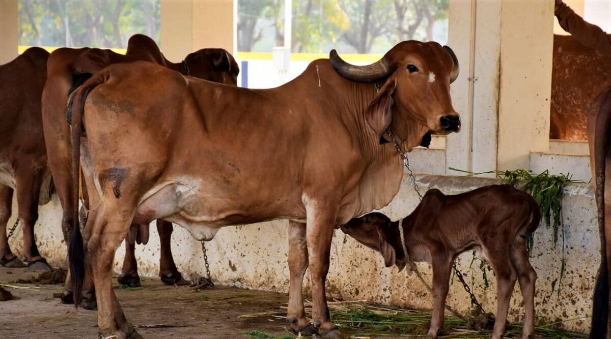 राधिका, सीता,