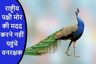 राष्ट्रीय पक्षी