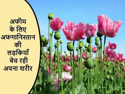 अफीम के