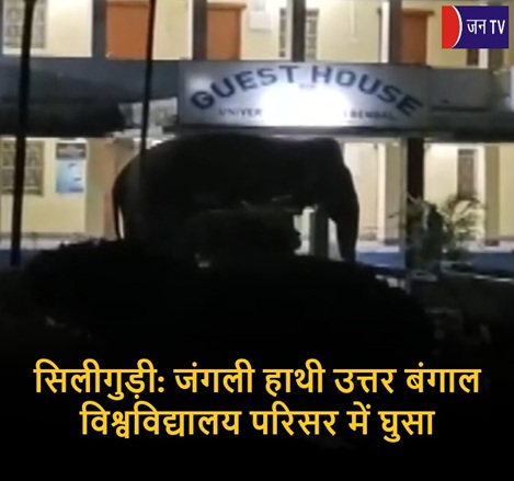 सिलीगुड़ी: जंगली